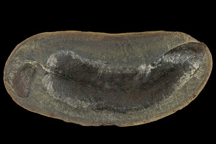Fossil Fern (Macroneuropteris) - Illinois #114129